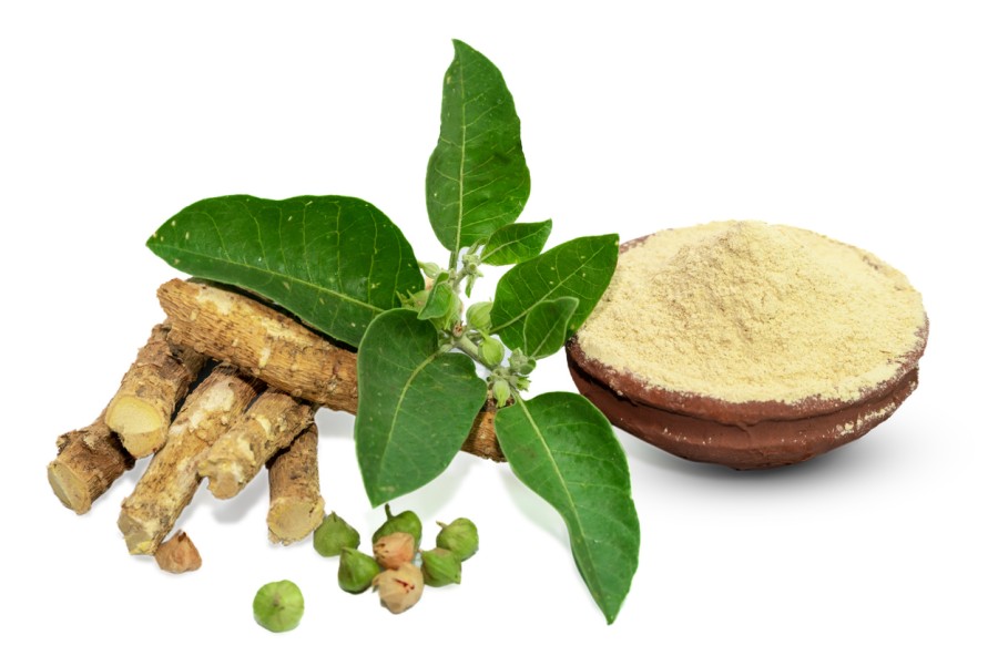 Ashwagandha: Το Φυσικό «Αντίδοτο» στο Άγχος και την Εξάντληση