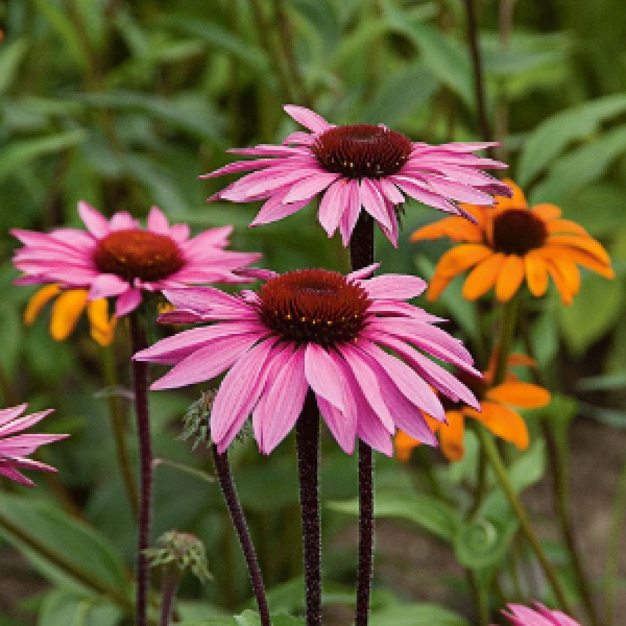 Echinacea, an herb “panacea” for the body 